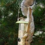 A squirrel cleverly maneuvers around a bird feeder setup.
