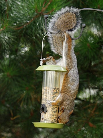 A squirrel cleverly maneuvers around a bird feeder setup.