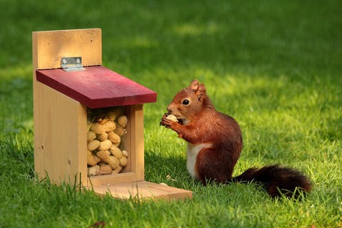 A squirrel reacts to spicy birdseed, illustrating the cayenne pepper deterrent method.
