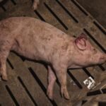 Chickens raised for meat production