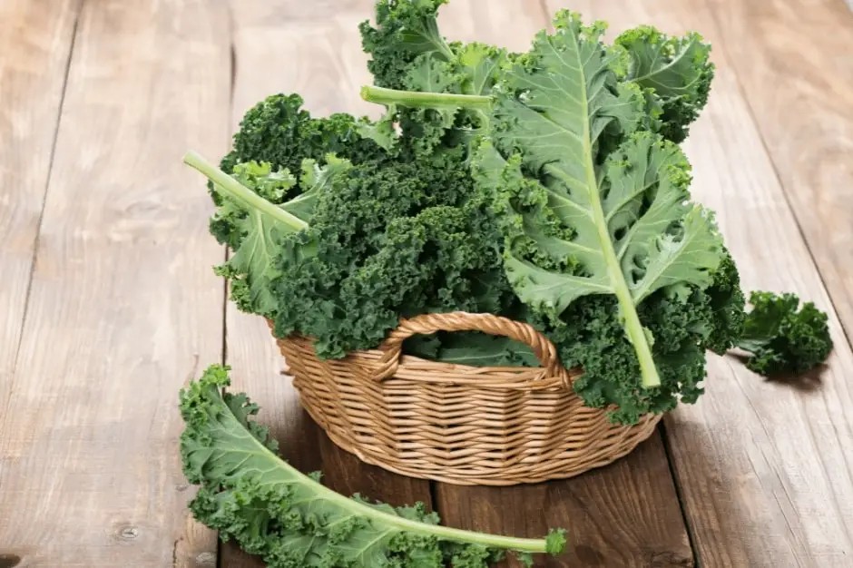 Nutrient-rich Kale packed with antioxidants beneficial for slowing down age-related macular degeneration