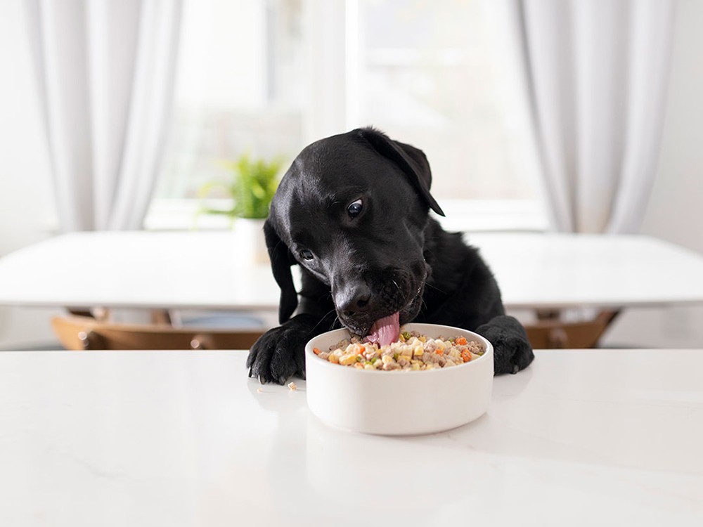 Dog Eating Wet Food