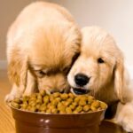 Golden Retriever puppies eating dog food from the same bowl on a hardwood floor.