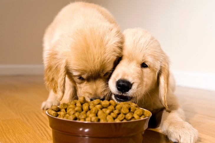 Golden Retriever puppies eating dog food from the same bowl on a hardwood floor.