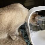 Poutine the cat sniffs at a closed microchip cat feeder