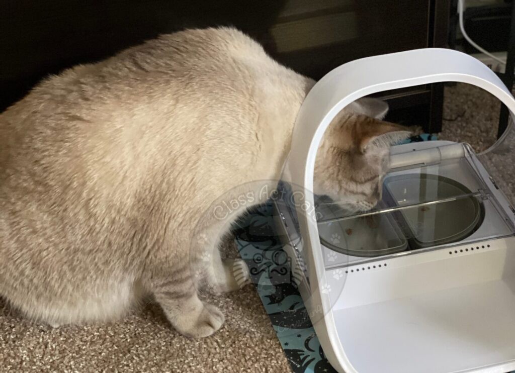 Poutine the cat sniffs at a closed microchip cat feeder