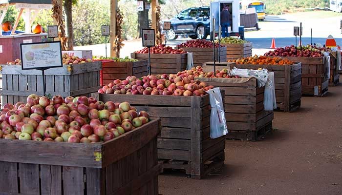 VAfoods_apples
