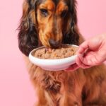 Dog sitting obediently next to a full bowl of wet food