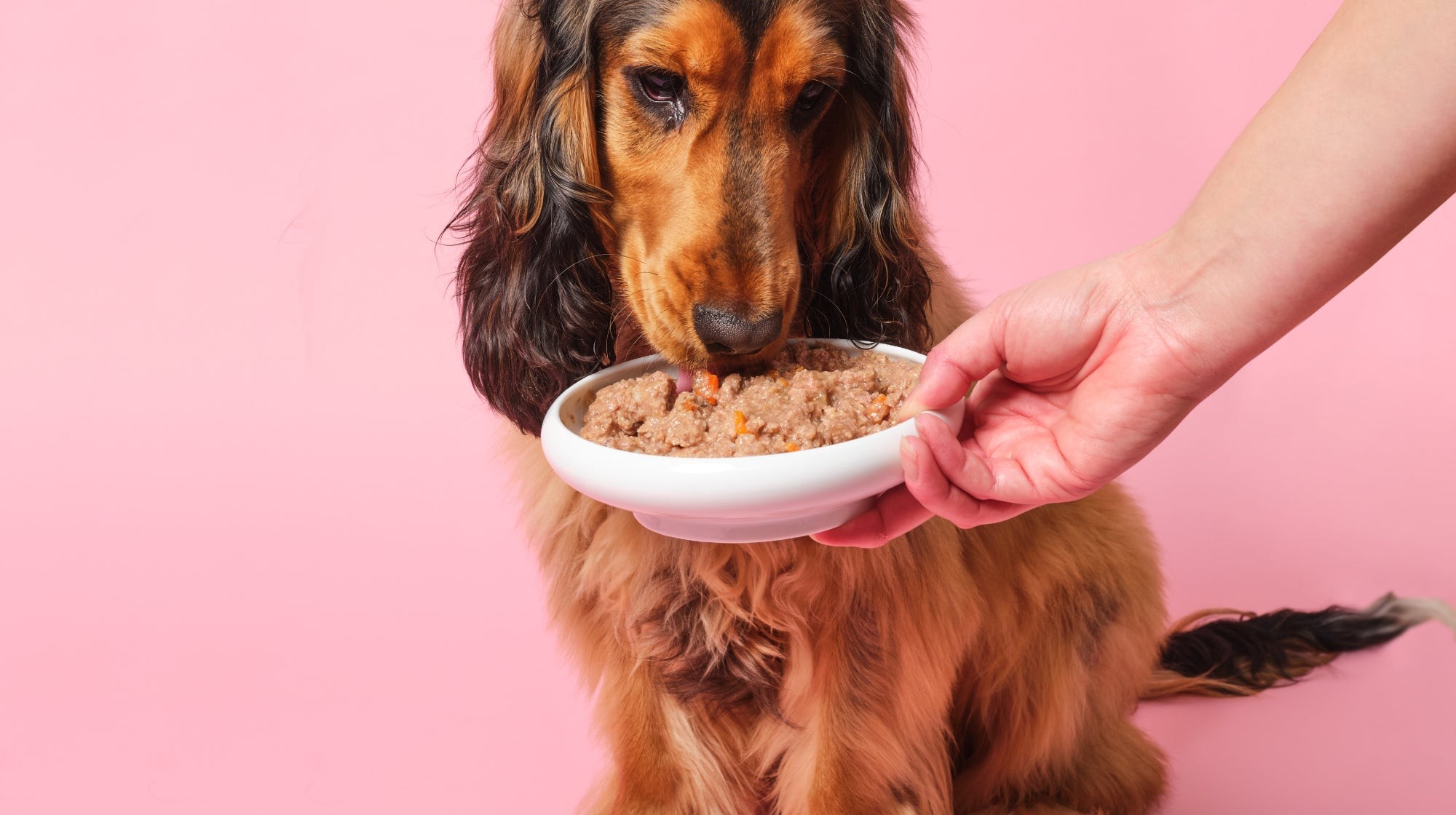 Dog sitting obediently next to a full bowl of wet food