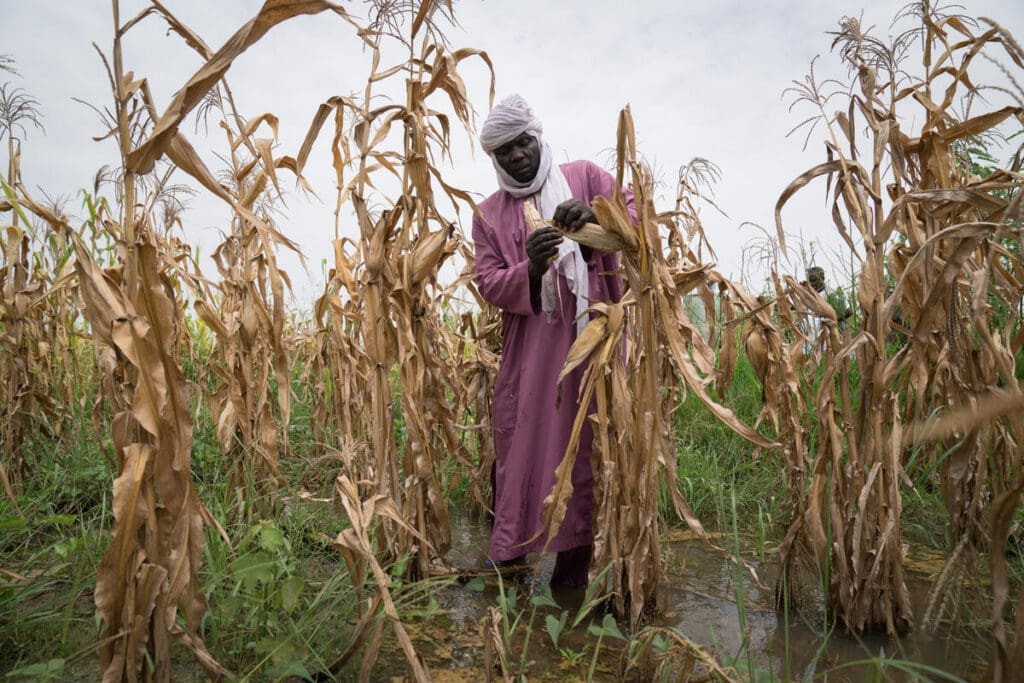 Harvest loss due to extreme weather, depicting climate change's impact on food supply.