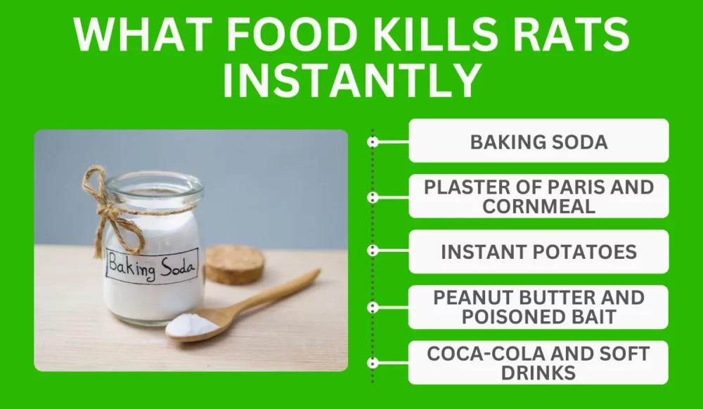 Baking Soda for Rat Control