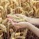 Close up of golden wheat grains