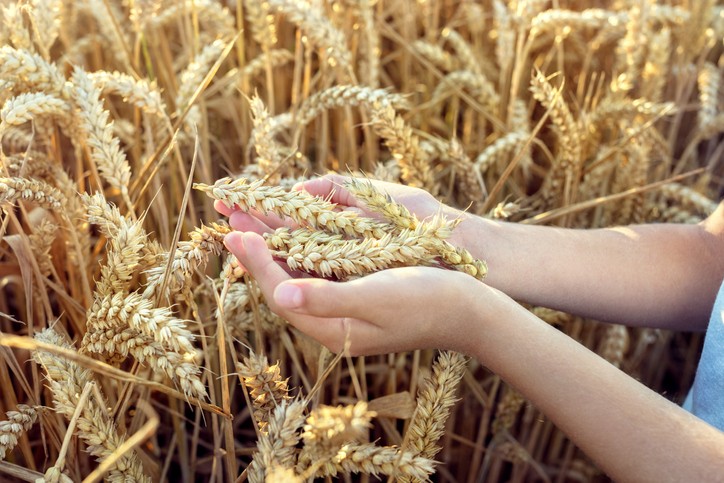Close up of golden wheat grains