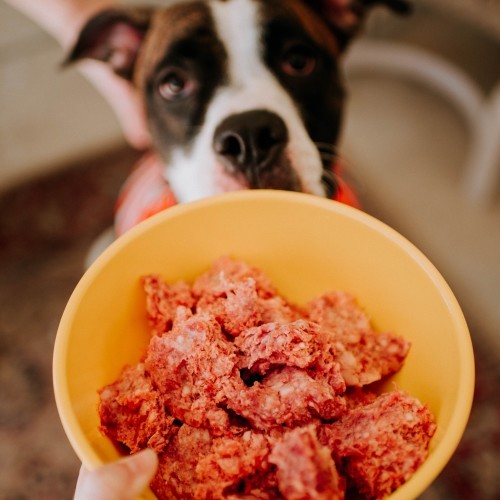 Two dogs, one white and one brown, look at a bowl with no toppings