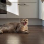 Dry cat food composition