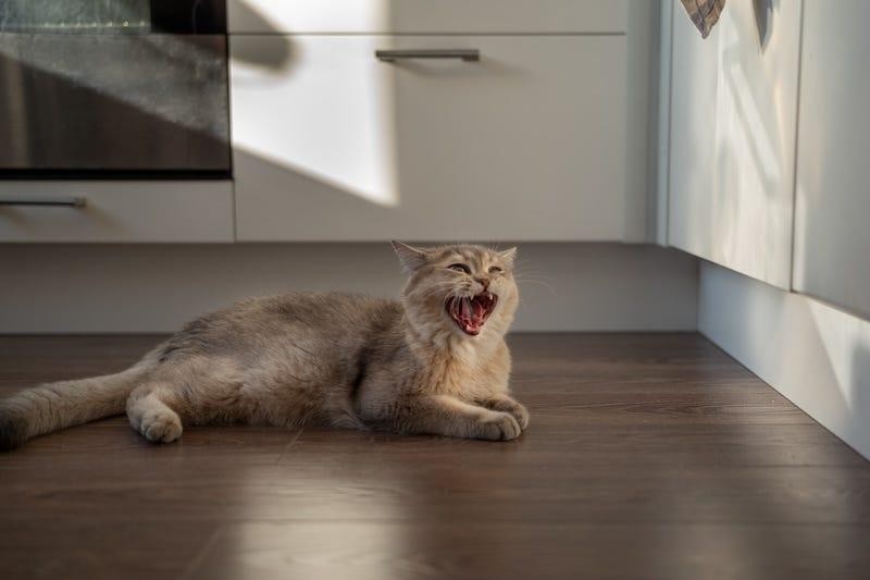 Dry cat food composition