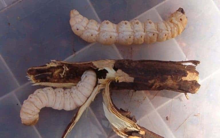 Traditional Australian witchetty grub, a source of protein traditionally eaten by Aboriginal Australians, showcasing its natural form.