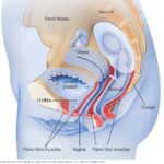 Bladder Training Diary