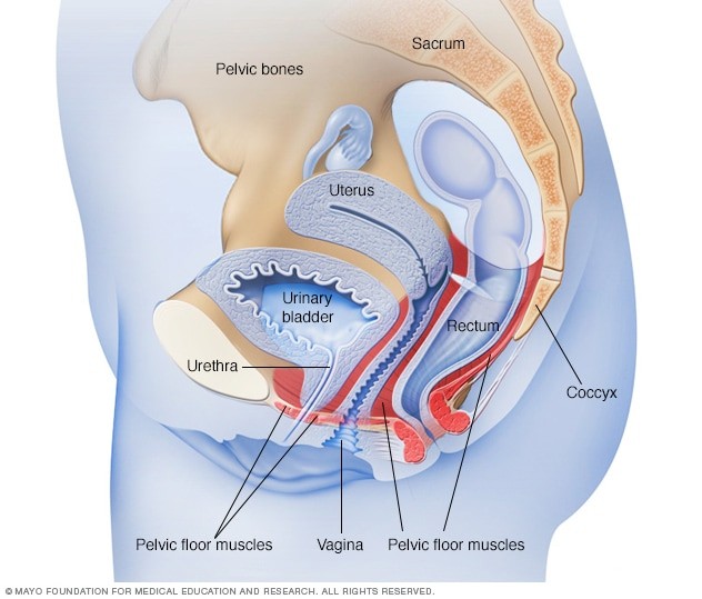 Bladder Training Diary